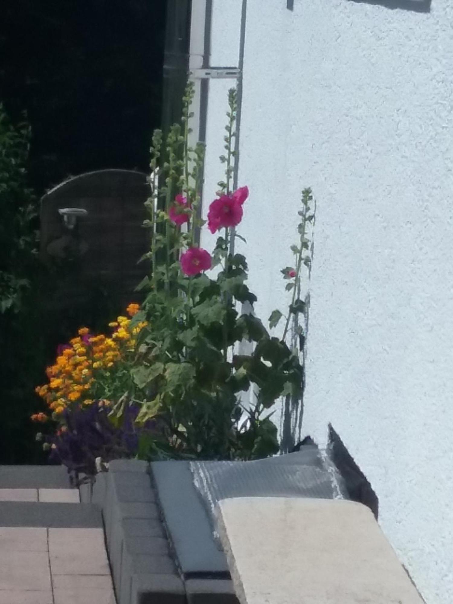 Perlenbachtal Appartement Monschau Buitenkant foto